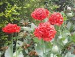 Zaden voor Rode dubbele papaver, Ophalen of Verzenden, Gehele jaar, Volle zon, Zaad