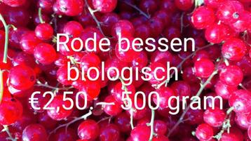 Biologische rode bessen vanaf 2 kg €4,- per kg. beschikbaar voor biedingen