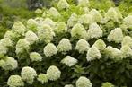 Dwerg pluimhortensia Little Spooky, Ophalen of Verzenden, Hortensia, Struik, Minder dan 100 cm