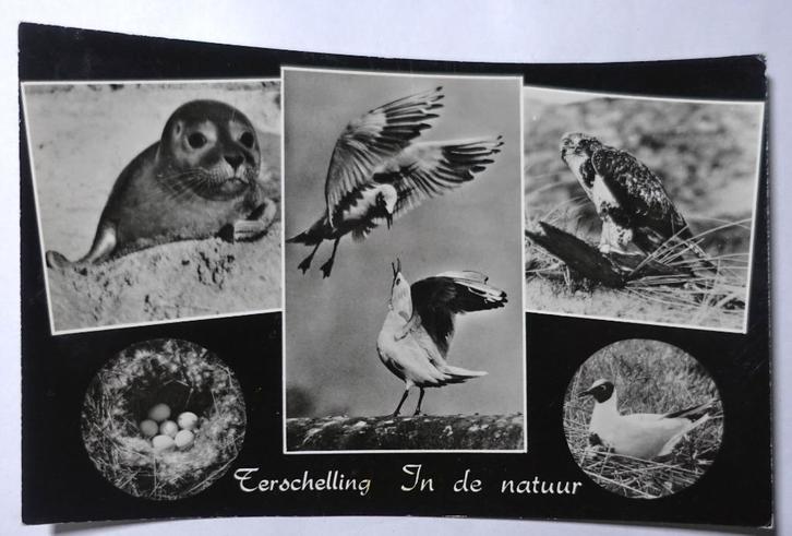 ansichtkaart Terschelling nr. 10, Verzamelen, Ansichtkaarten | Nederland, Gelopen, Waddeneilanden, Voor 1920, Ophalen of Verzenden