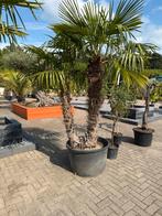 Winterharde Palmboom Dubbelstam 270cm, Tuin en Terras, Bloeit niet, 250 tot 400 cm, Palmboom, Ophalen