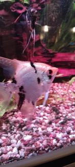 5 mooie grote maanvissen, Vis