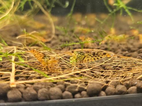 Cardinia Garnalen te koop, Dieren en Toebehoren, Vissen | Aquariumvissen, Zoetwatervis, Kreeft, Krab of Garnaal, Schoolvis