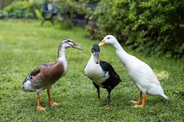 Indische loopeenden | Groot aanbod in verschillende kleuren, Dieren en Toebehoren, Pluimvee, Eend, Meerdere dieren