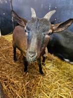 Stamboek dwerggeit, Dieren en Toebehoren, Schapen, Geiten en Varkens, Vrouwelijk, Geit