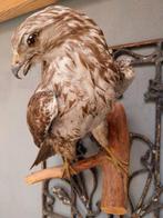 Buizerd wit mooi opgezet 45 cm taxidermie voor op te hangen, Ophalen of Verzenden, Zo goed als nieuw, Hert