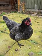 Toompje kippen., Dieren en Toebehoren, Pluimvee, Meerdere dieren, Kip