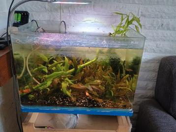 Compleet Nano blau cube 38 liter aquarium evt + toebehoren beschikbaar voor biedingen
