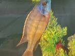 Malawi Red empress chiclide, Dieren en Toebehoren, Vis