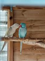 Tekoop  6 halsbanden, Dieren en Toebehoren, Vogels | Parkieten en Papegaaien, Meerdere dieren, Parkiet