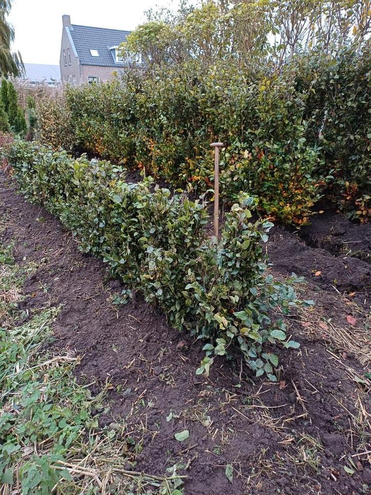 Fagus sylvatica beukenhaag ligusterhaag, fagus, laurier, Tuin en Terras, Planten | Struiken en Hagen, Haag, Beukenhaag, 100 tot 250 cm