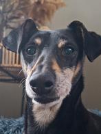 Faisca lief rustig reutje, 6 jaar of ouder, Particulier, Rabiës (hondsdolheid), Reu