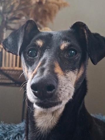 Faisca lief rustig reutje  beschikbaar voor biedingen