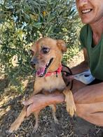 Noa lief klein teefje kruising chihuahua, Dieren en Toebehoren, Particulier, Rabiës (hondsdolheid), Buitenland, Teef
