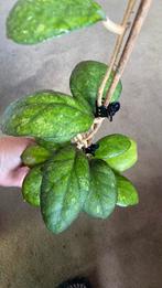 Hoya Larissa, Ophalen of Verzenden, Overige soorten, Minder dan 100 cm