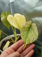 Monstera Mint, Overige soorten, In pot, Minder dan 100 cm, Groene kamerplant