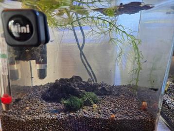Blue Velvet garnaal neocaridina  beschikbaar voor biedingen
