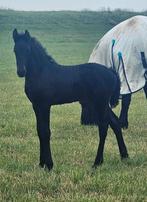 Kfps merrieveulen, Dieren en Toebehoren, Paarden, Merrie, 0 tot 2 jaar