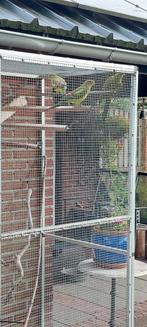 Bergparkieten, Meerdere dieren, Parkiet