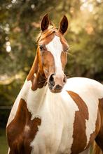 Bonte merrie van For Ferrero, Merrie, Gechipt, Dressuurpaard, 3 tot 6 jaar