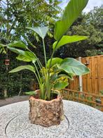 Kurk pot met strelizia, Groene kamerplant, Ophalen of Verzenden, Overige soorten, Minder dan 100 cm