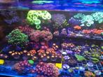 Zoa koraal stekken voor het zeeaquarium, Overige typen