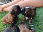 Te koop Zuivere shih tzu pups, Overige rassen, Teef, Meerdere, Nederland