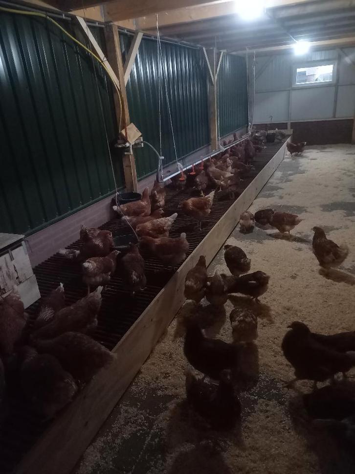 Leghennen, Dieren en Toebehoren, Pluimvee, Kip, Vrouwelijk