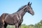 1e premie Hengstveulen First Magic x Florencio x Donatelli, Hengst