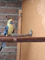 Strogele rosella  en rode pennanten, Dieren en Toebehoren, Vogels | Parkieten en Papegaaien, Meerdere dieren, Parkiet, Geringd