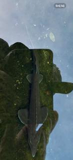 70 cm sterlet steur, Dieren en Toebehoren, Vissen | Vijvervissen, Steur