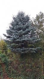 Blauwspar, kerstboom, Ophalen of Verzenden, Volle zon, Overige soorten