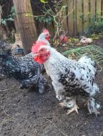 Twee tamme haantjes, Dieren en Toebehoren, Pluimvee, Mannelijk, Kip