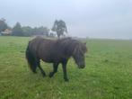 Te koop: Merrie Shetland pony, Dieren en Toebehoren, Merrie, A pony (tot 1.17m), Gechipt, 0 tot 2 jaar