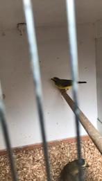Mozambiquesijs, Dieren en Toebehoren, Mannelijk, Tropenvogel