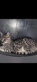 Savannah F7 kittens (legaal) nog 2 beschikbaar., Dieren en Toebehoren, Katten en Kittens | Raskatten | Korthaar, Meerdere dieren