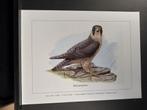 Slechtvalk - Buzin - prent kunst afmeting 18 x 24 cm, Verzamelen, Verzenden, 1980 tot heden, Zo goed als nieuw, Dier