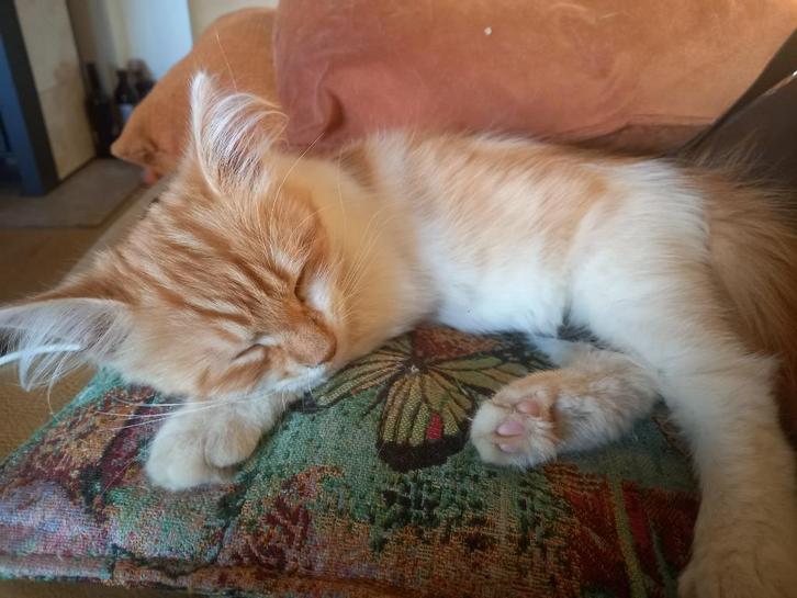 Siberische kat  katertjes, Dieren en Toebehoren, Katten en Kittens | Raskatten | Langhaar, Meerdere dieren, 0 tot 2 jaar, Gechipt