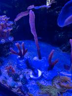 Montipora Digitata Stekjes, Dieren en Toebehoren, Vissen | Aquariumvissen, Overige typen, Zoutwatervis