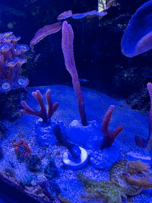 Montipora Digitata Stekjes, Dieren en Toebehoren, Vissen | Aquariumvissen, Zoutwatervis, Overige typen