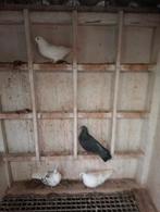 Kumrus/Fluitduiven, Dieren en Toebehoren, Vogels | Duiven, Meerdere dieren