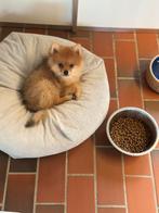 Prachtige raszuivere pomeriaantjes nog 1 reutje, Dieren en Toebehoren, België, Particulier, 8 tot 15 weken, Meerdere
