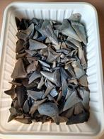 Haaientanden - fossiele, Ophalen