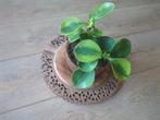 Houten plaat uit 1920 antiek, Ophalen of Verzenden, Hout