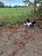 Mooie lakenvelders te koop, Dieren en Toebehoren, Mannelijk, Kip
