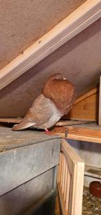 gaditano doffer 2025, Dieren en Toebehoren, Mannelijk