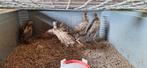Jonge bosfazanten, Dieren en Toebehoren, Pluimvee, Meerdere dieren, Kip