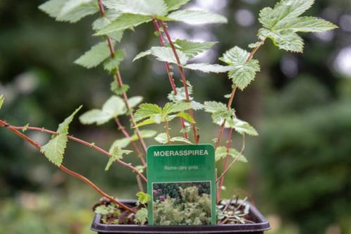 Moerasspirea (Filipendula ulmaria / Spiraea ulmaria L.), Tuin en Terras, Planten | Tuinplanten, Vaste plant, Kruiden, Halfschaduw