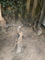 1-3 jonge bosfazanten tekoop, Dieren en Toebehoren, Mannelijk, Overige soorten