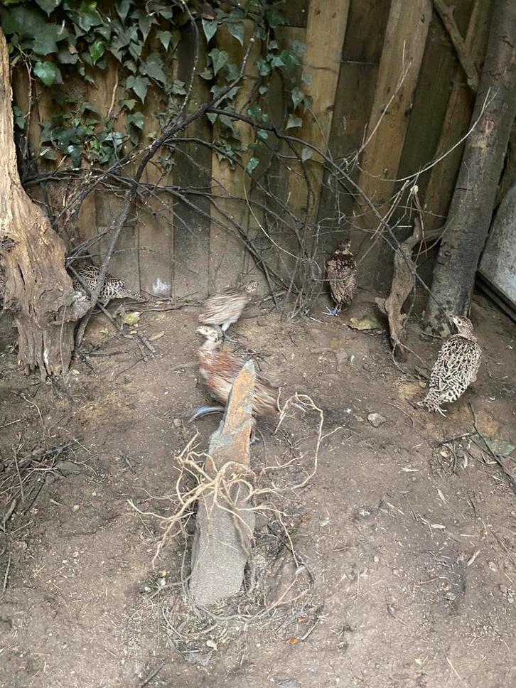 1-3 jonge bosfazanten tekoop, Dieren en Toebehoren, Pluimvee, Overige soorten, Mannelijk